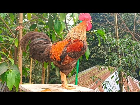 BEST ROOSTER CROWING COMPILATION 2024