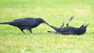 Incredible CROWS Being Absolutely Hilarious! 🐦 ⬛🤣 Funniest Animals Caught on Camera