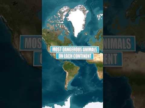 The most Dangerous Animals on Every Continent!🌎