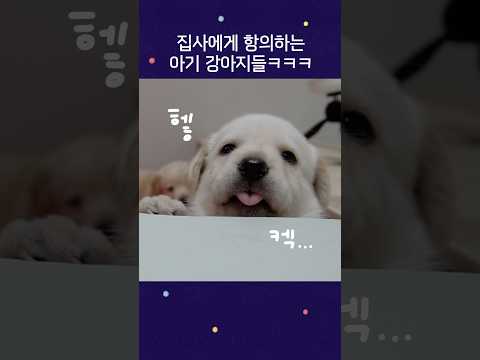 집사에게 항의하는 아기 강아지들