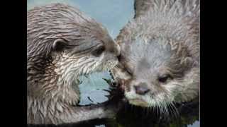 Otters in Love - The Song is a smile bomb that will brighten your day.