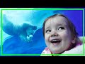 CUTEST Polar Bear At Detroit Zoo Family Travel Vlog Family Adventure Vlog