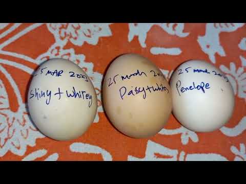 Egg collection for only 25th March 2023 . #india #organicfarming #egg