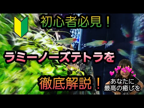 テトラモリウムについて詳しく解説