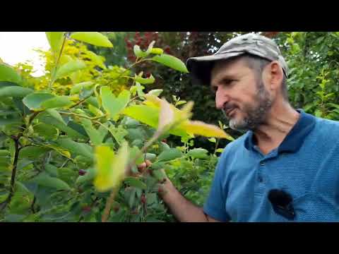 Delicioasele fructe ale arbustului de stafide