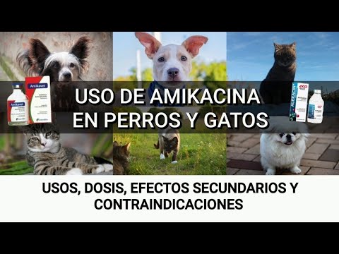 Amikacin use in dogs and cats 🐈🐕 #viral #viralvideo #cats #dogs #viral #reels #vet #shorts