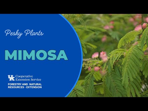 image-Do mimosa trees grow in Alabama?