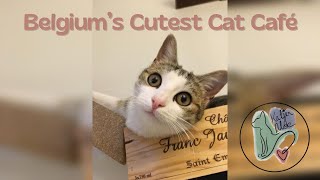 Download lagu A Cozy Cat Café in Belgium 🐾 | Meet the Cats of Katjen Aloe in Aalst mp3