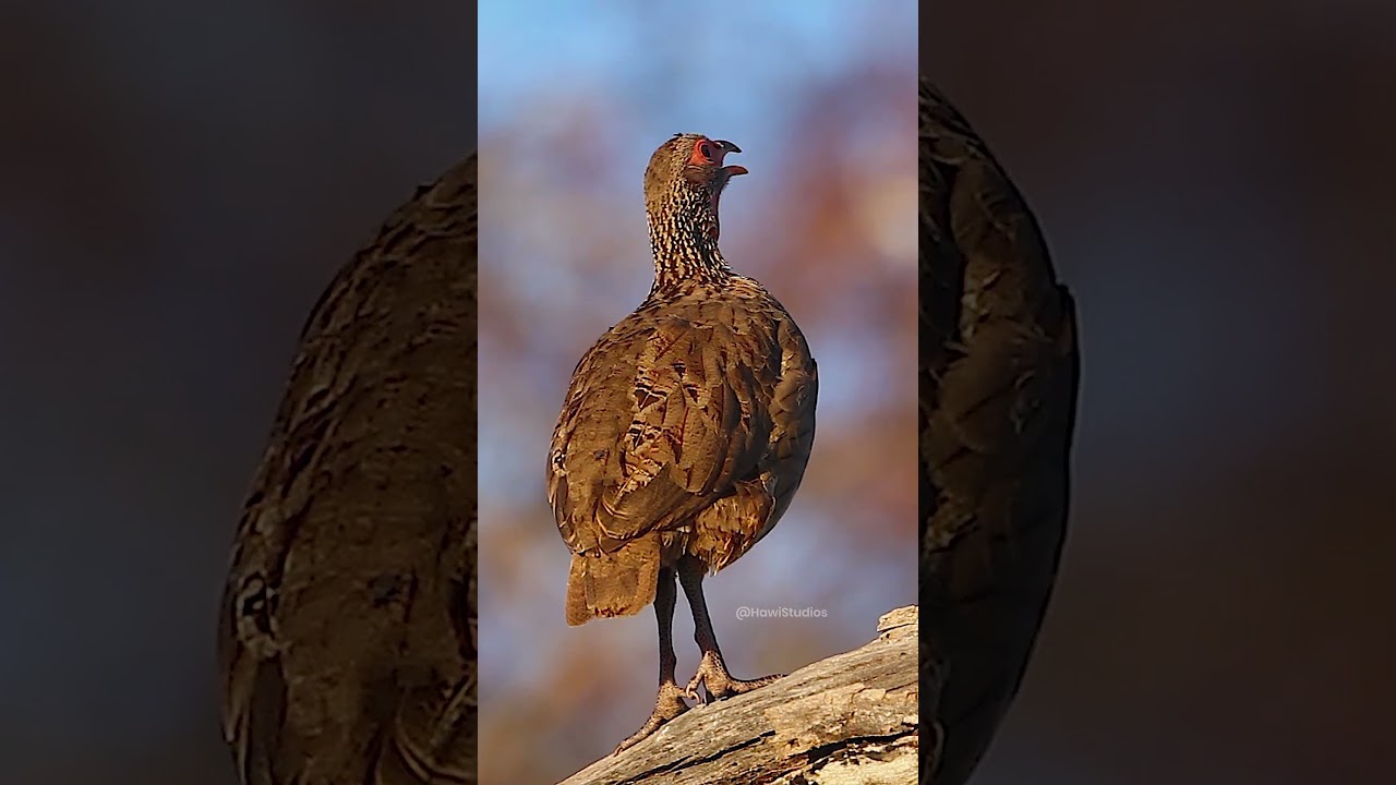 Swainson’s Spurfowl Calling Behavior and Biology – Key Takeaways