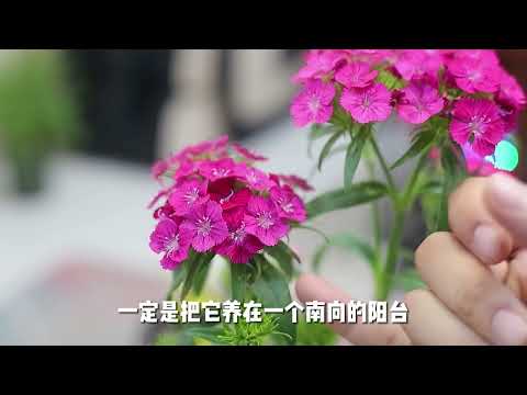 香石竹