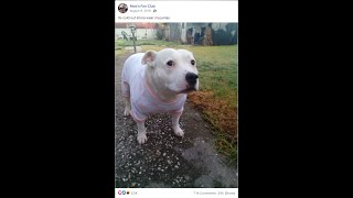 Cover art for Huhstep