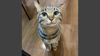 Cover art for when can i see you again