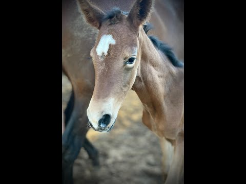 “For Real M.R.” First day of life (5/25/22) Filly by For DeNiro M.R.