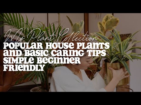 Basic Plant Caring Tips | My Plant Collection