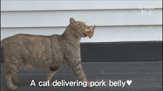 Everyday Stray Cat Begs For Meat And  Delivers Somewhere | SBS Animal