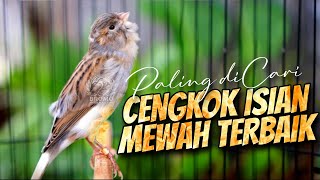 Download lagu AHLINYA BIKIN KENARI MAHAL - MASTERAN KENARI ISIAN BLACKTHROAT GACOR NGEROL PANJANG PALING DICARI mp3