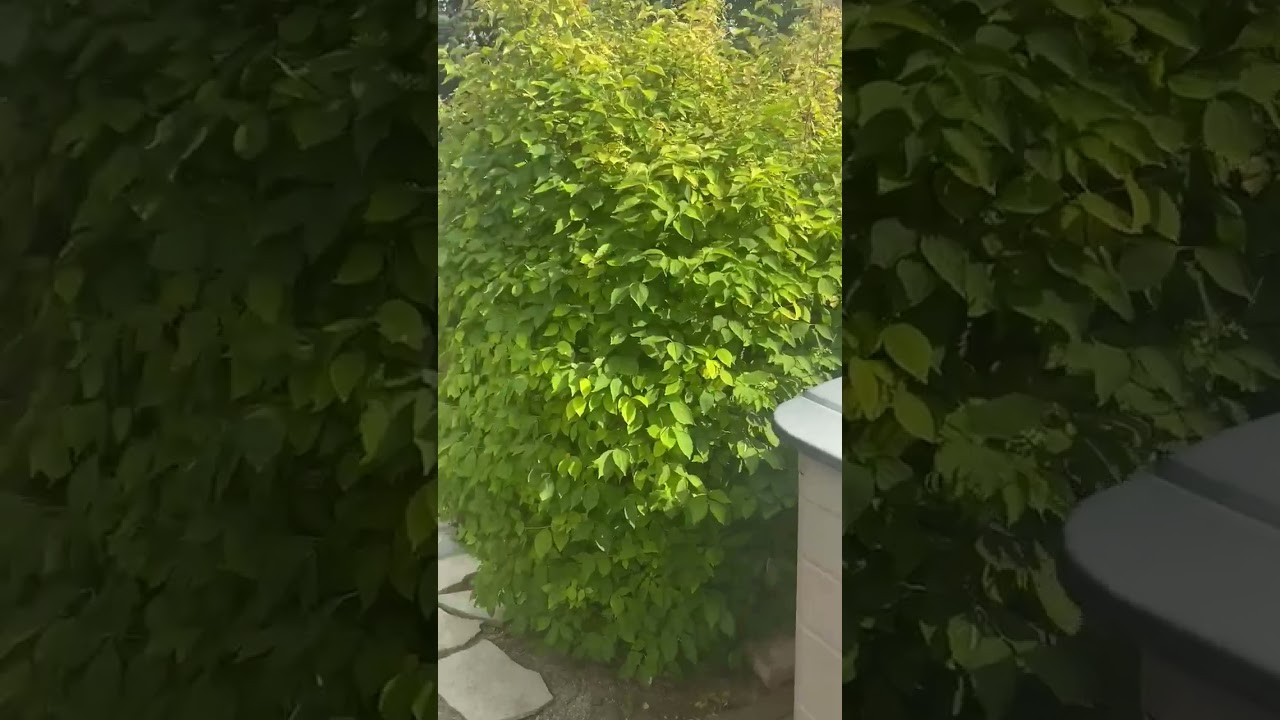 External video