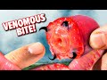 BITTEN By A GIANT Bloodworm