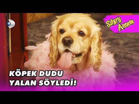 Köpek Dudu, Taci'ye Yalan Söyledi! - Sihirli Annem 106. Bölüm