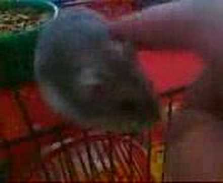 Hamster in Action