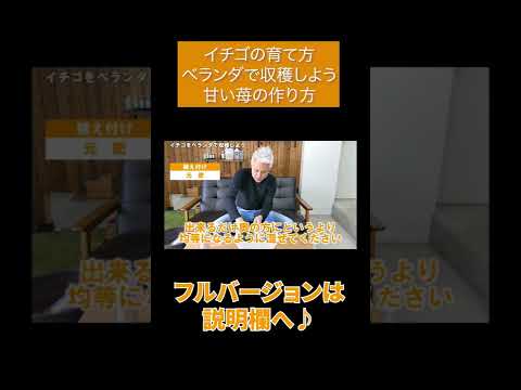 バルコニーの鉢でイチゴを育てる方法: ミニ果樹園を成功させるための役立つヒント  庭園