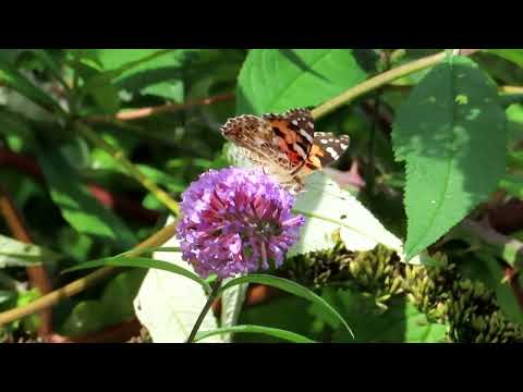 Painted Lady (Vanessa cardui)