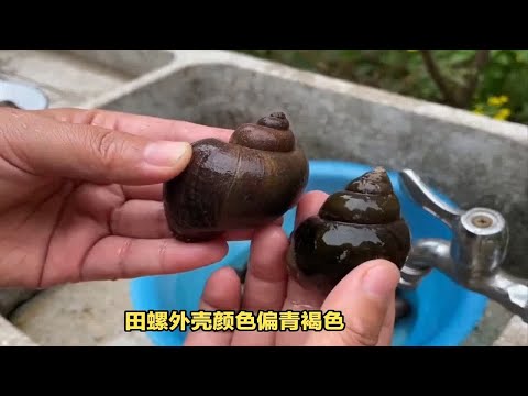 教你如何正确分辨田螺和福寿螺的方法！