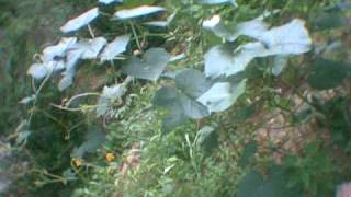 Now My Feet Won&#39;t Touch The Ground by Coldplay