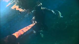 Spearfishing Adventures - Mullet cefalosaurus - Pescasub cefali - Malta