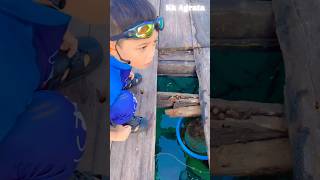 Download lagu Agra see sharks under the sea ⁉️ 🐇❤️😱🌈✅️🚀 mp3