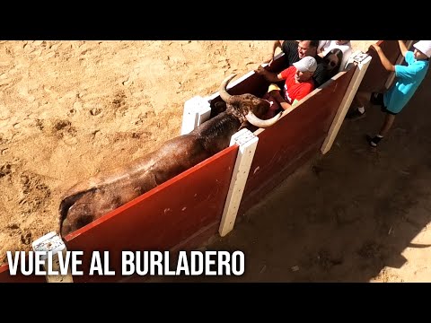 Peñafiel 2024 El Toro Vuelve a Entrar al Burladero