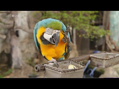 Découverte | Comprendre l'intelligence des oiseaux