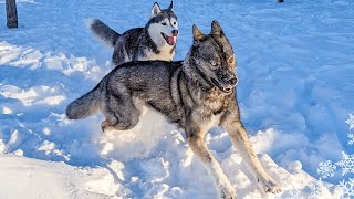 My Siberian Husky Goes CRAZY Playing in DEEP Snow!