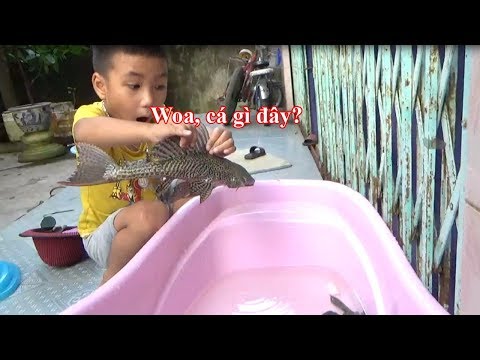 Bé Xem Con Cá Dọn Bể - Bé Chơi Con Cá Dọn Bể*_*Baby channel