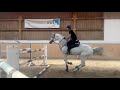 !**OCCASION**! Magnifique cheval de sport de CSO 120