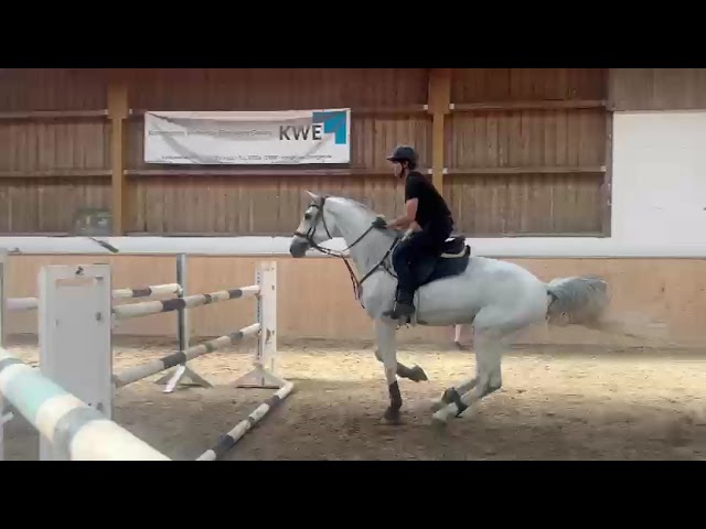 !**OCCASION**! Magnifique cheval de sport de CSO 120