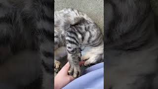 ごろごろ
