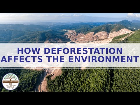 How Deforestation Affects the Environment