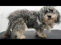 MATTED To The SKIN Sweet 16 Year Old Dog Gets A Fresh Start