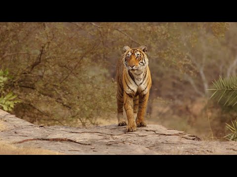 The Hidden Tiger Trailer