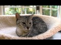 Cats 101 Animal Planet - Egyptian Mau ** High ...