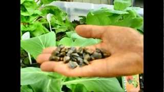 IBC TOTE AQUAPONICS SYSTEM