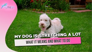 My Dog is Stretching a Lot What It Means and What To Do