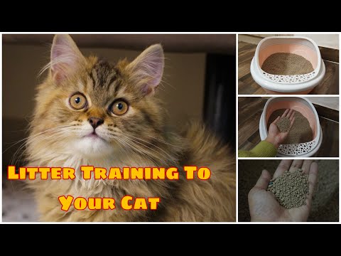 How to train your cat to use litter box | Day-1 | Cat potty training | #youtube #youtubevideo