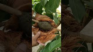 Download lagu Cangkok lagi. Dari pohon rambutan yg sudah pernah berbuah. #buah #fruit #tanamanbermanfaat #semangka mp3 Download lagu Cangkok lagi. Dari pohon rambutan yg sudah pernah berbuah. #buah #fruit #tanamanbermanfaat #semangka mp3