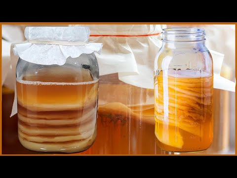 How to make a SCOBY hotel | KOMBUCHA basics