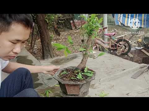 tập làm bonsai. tạo giáng cho cây Mai . và tỉa bớt cành...
