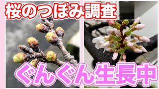 西、東日本の桜は開花カウントダウン つぼみの日々の変化が大きい時期