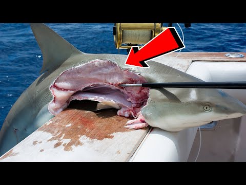 Top 10 Animals That Can Kill a Shark Easily