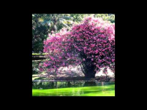 Ouço Deus no murmurio